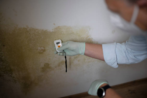 Trusted Luck, WI Mold Removal Experts